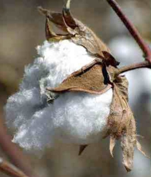 Popeline mit Elastan